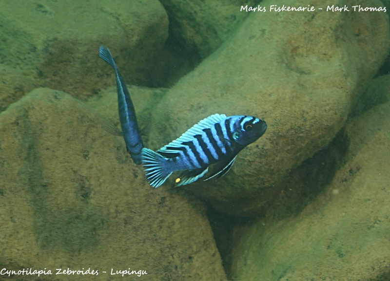 Cynotilapia zebroides 'Lupingu'